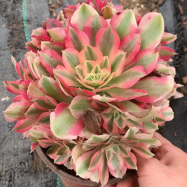 510粉女巫多肉植物