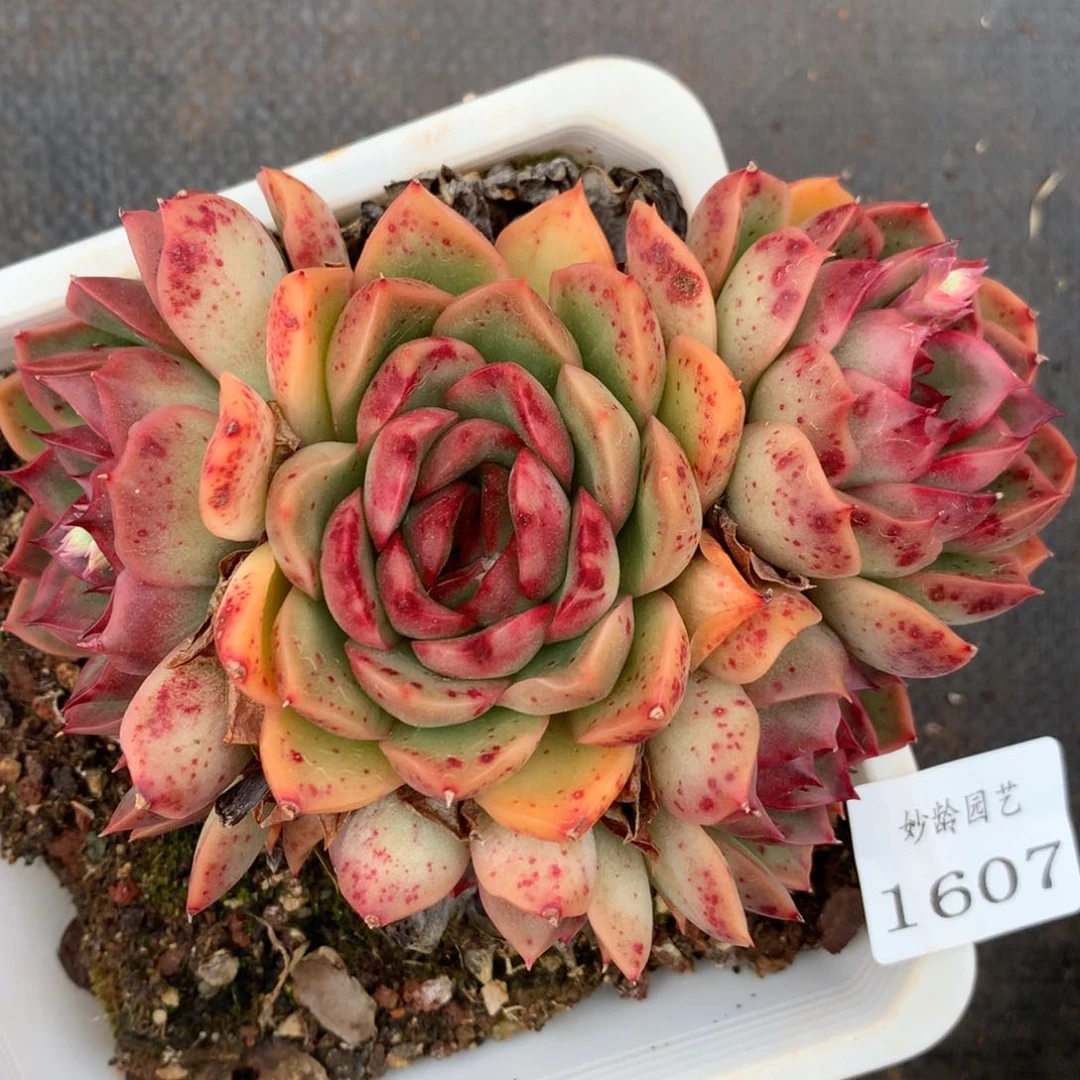 1607杂交精品基地12厘米