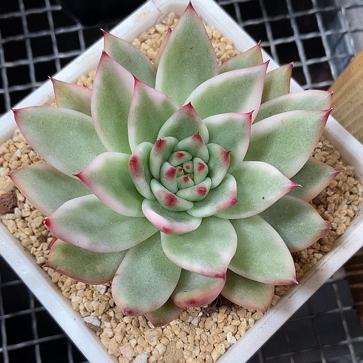 摩根锦多肉植物的