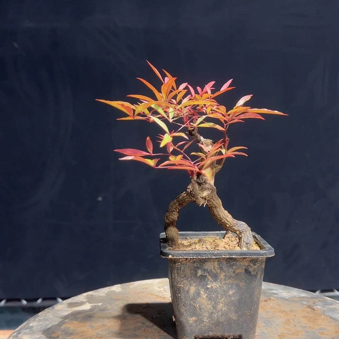 不开花植物00000024