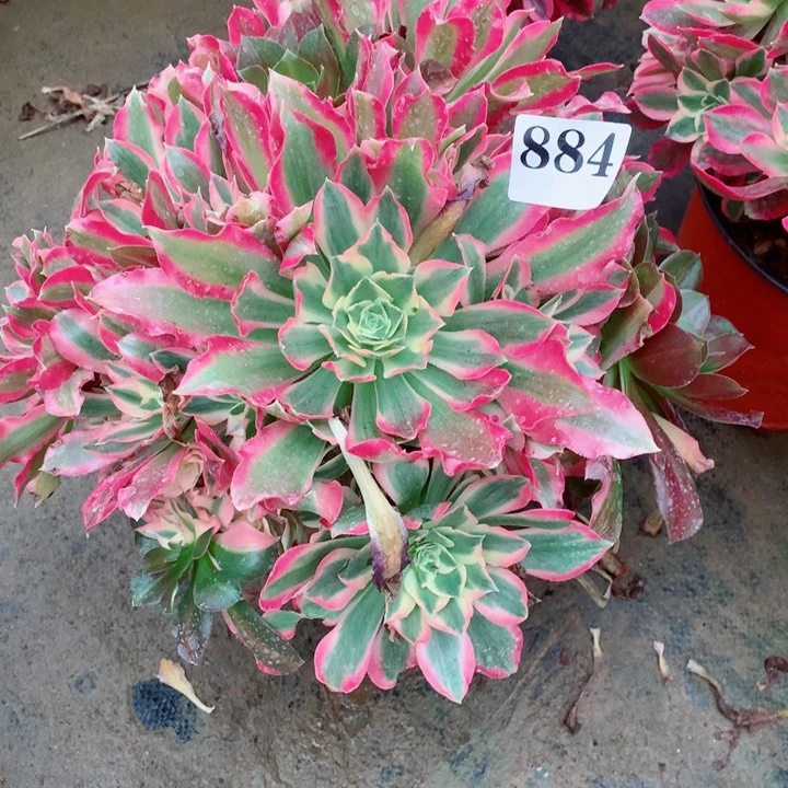 多肉植物女巫884