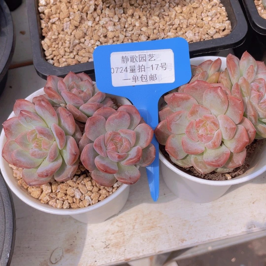 0724-17-糖心琥珀群买一送一量拍