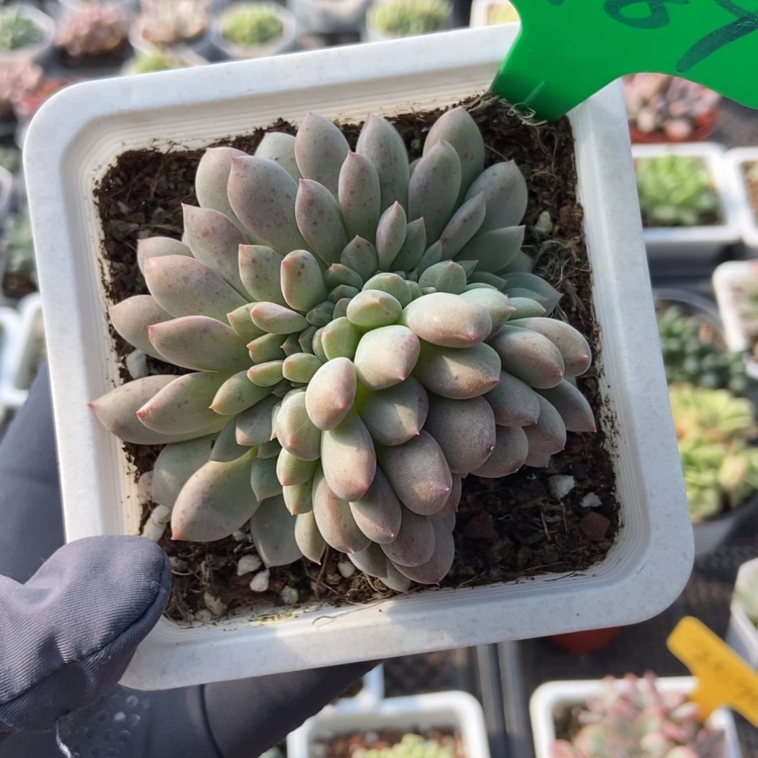 989爱丽儿缀多肉植物