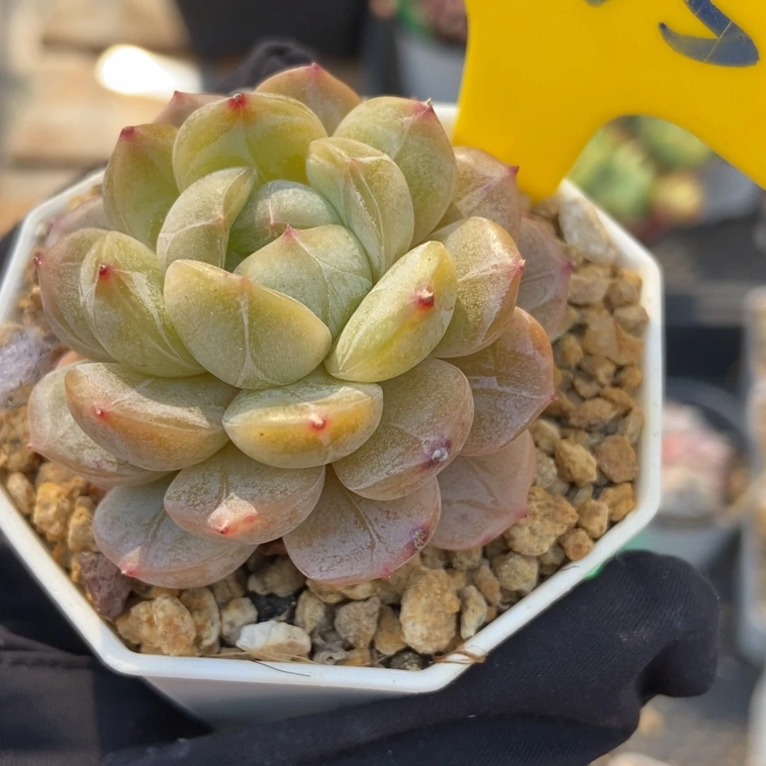 835白恋多肉植物保护