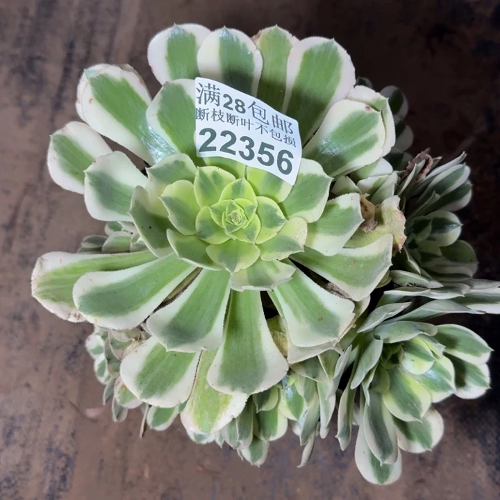22356白凤多肉植物