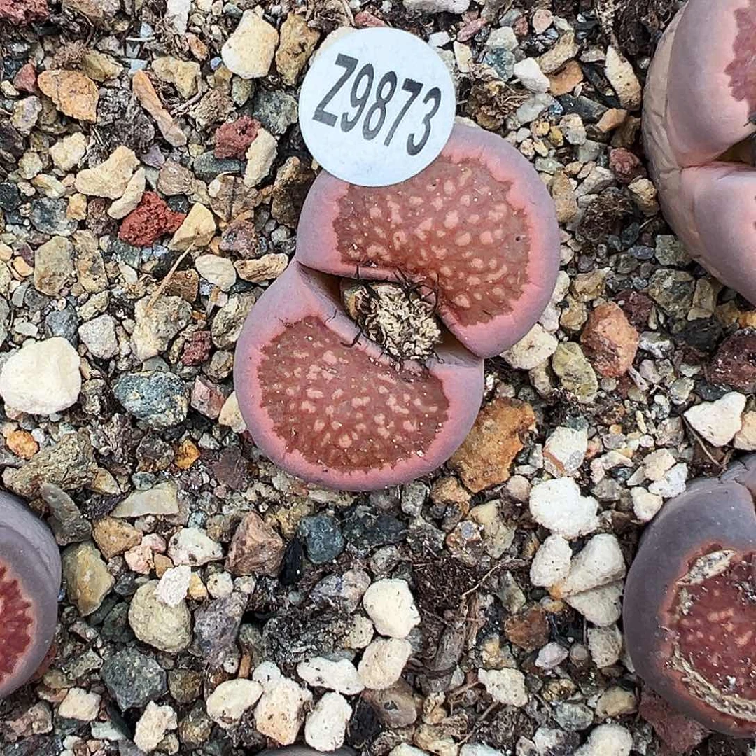 编号Z9873红窗菊！！！！！