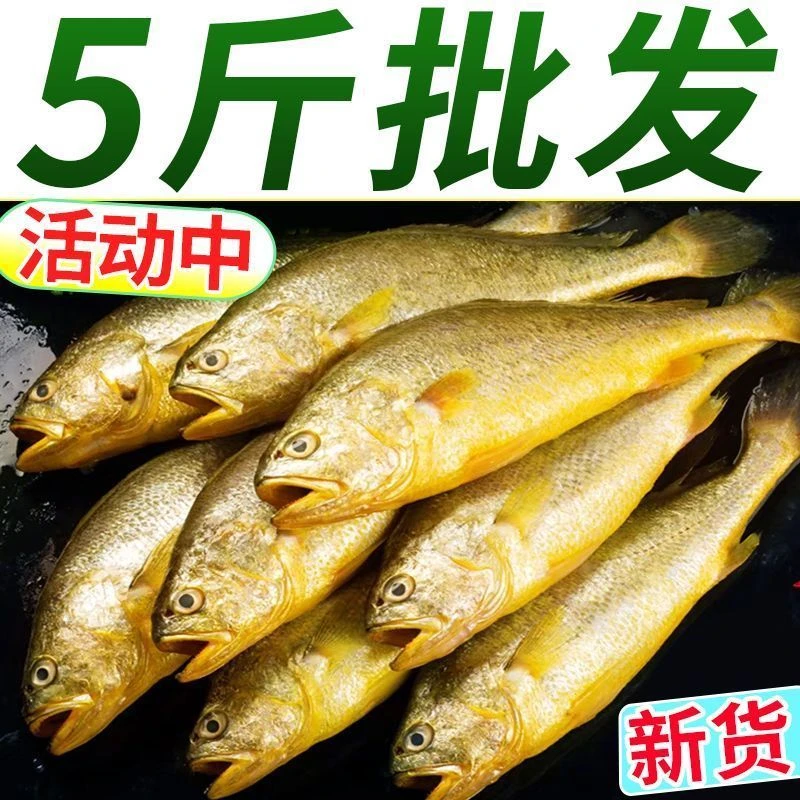 大黄鱼 5斤一箱顺丰全国次日达L（出水渔网刮伤 介意勿拍）