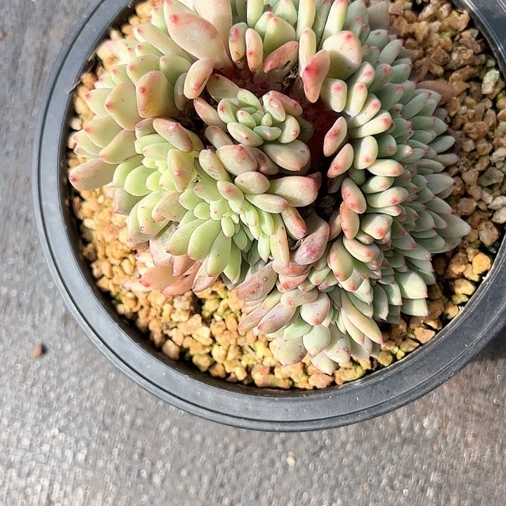 【闪购商品】爱丽额缀