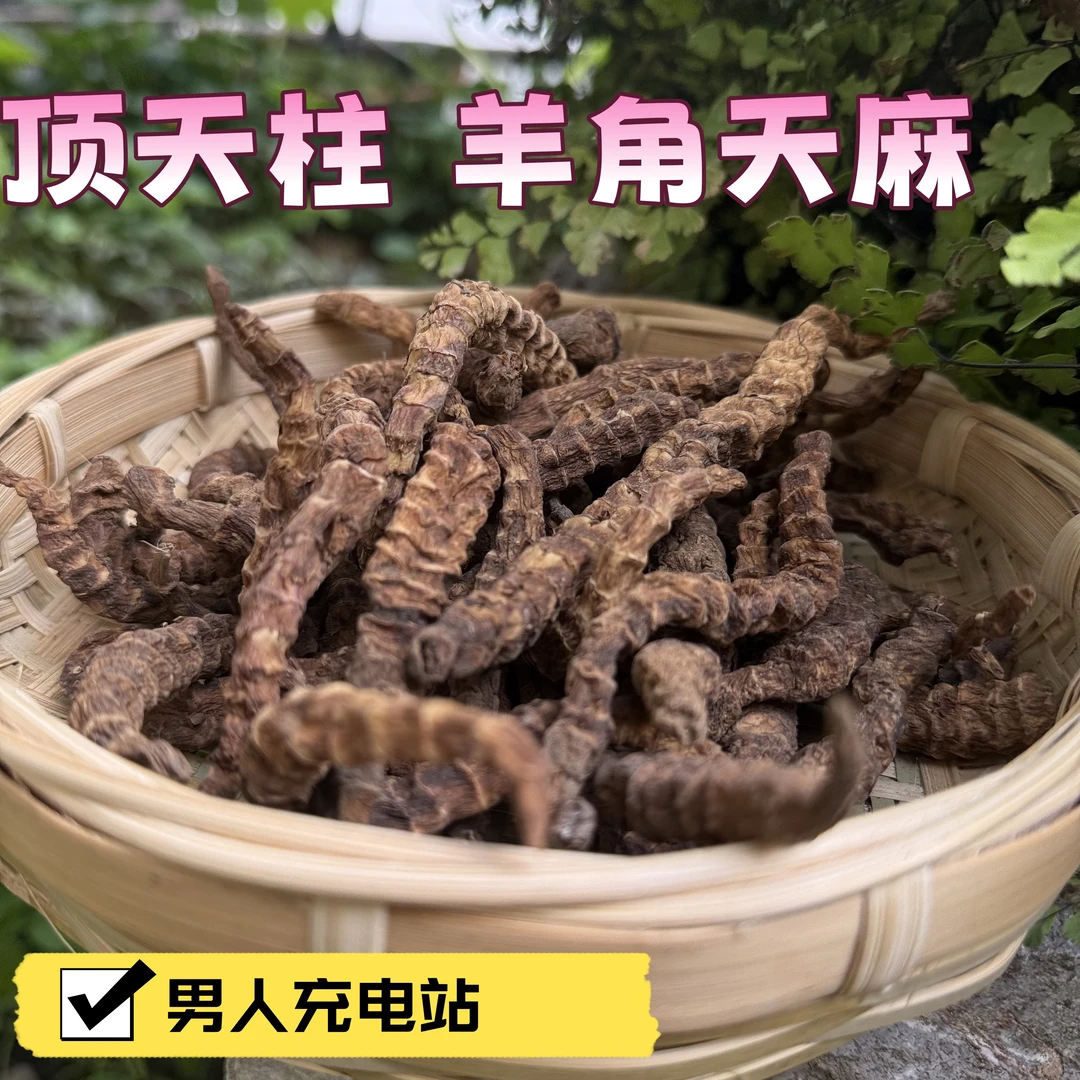 羊角天麻又名顶天柱泡酒磨粉皆可男士必备充电桩之一的养生好物