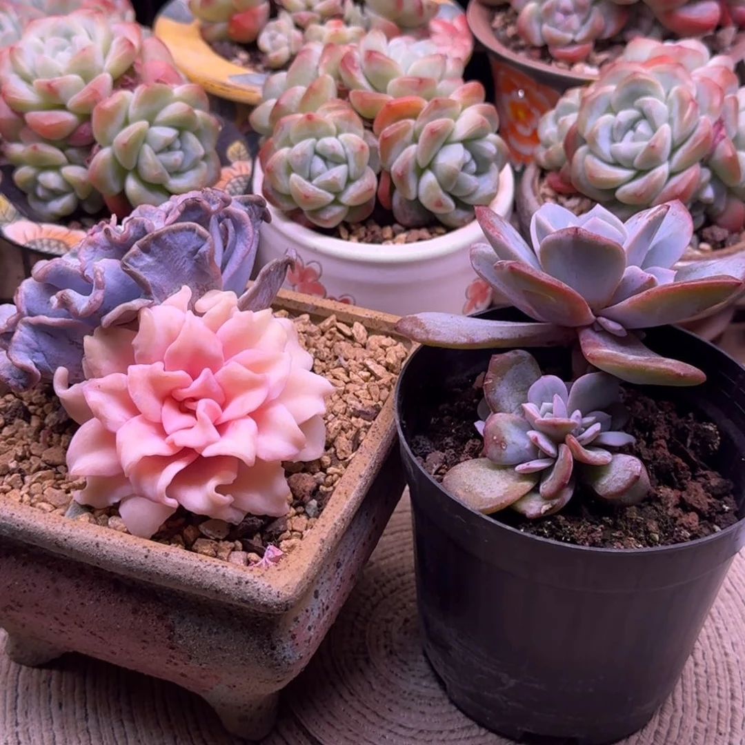 千****技奶茶多头+饺子皮锦