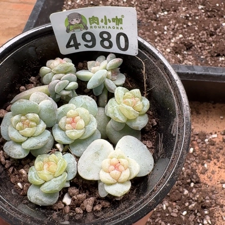 多肉植物多肉植物