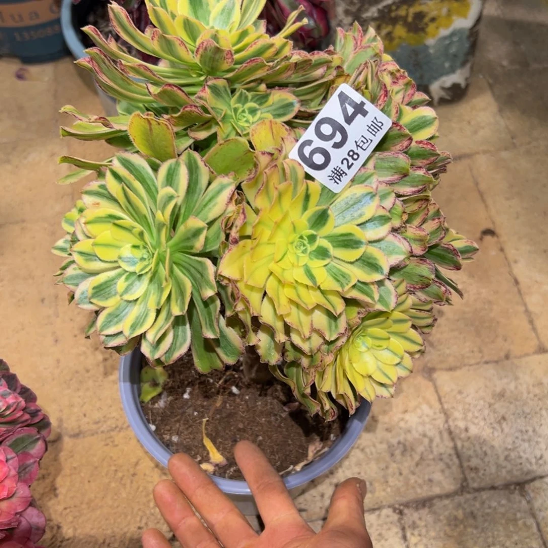 大*部多肉植物694多肉植物
