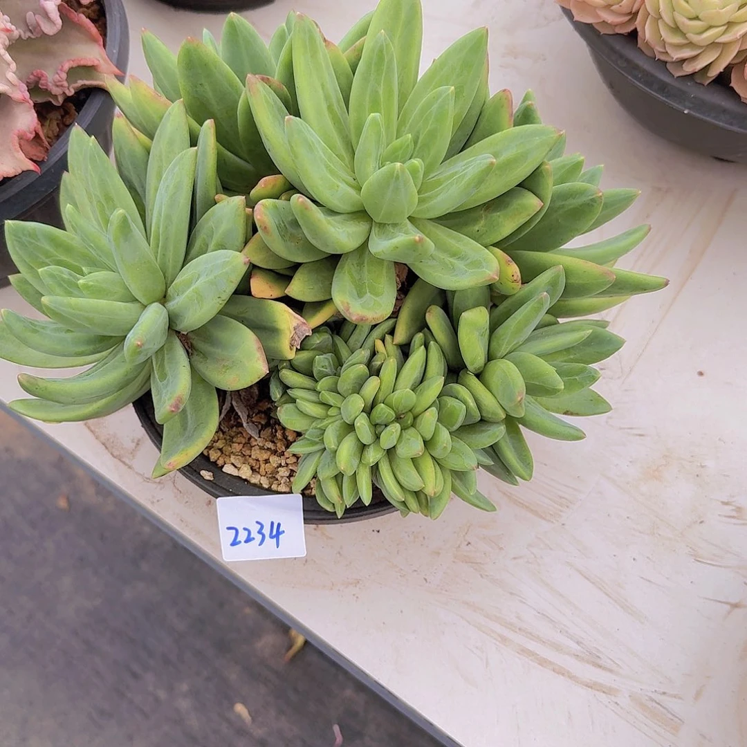 一***鬼2234海洋之歌多肉植物