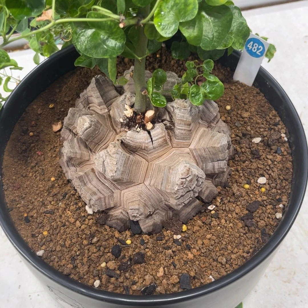 482龟甲龙带盆带土发货