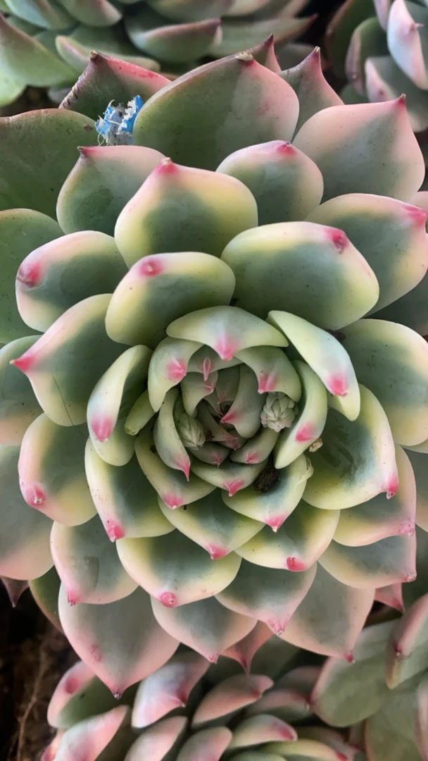 多肉植物多肉锦专拍链接2