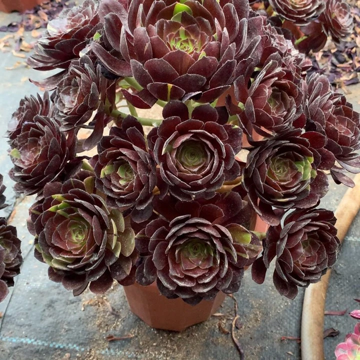 芳*不包损976号黑寡妇寄养