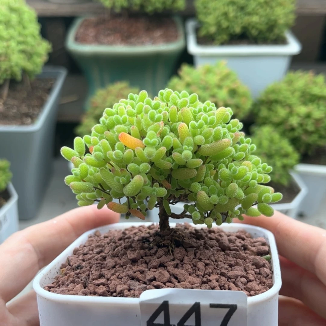 447蜜桔可爱多肉植物