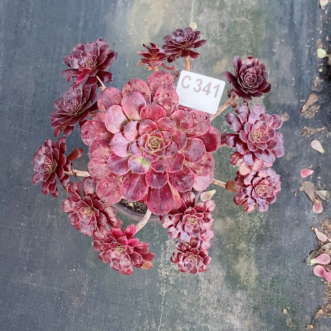 莫言341炖肉11111
