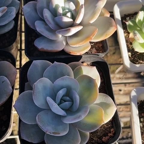 奶茶12.8697949494849