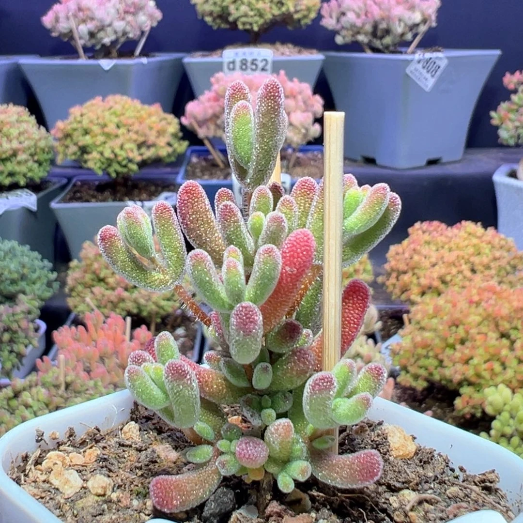 d889实生晶荧枝干番杏