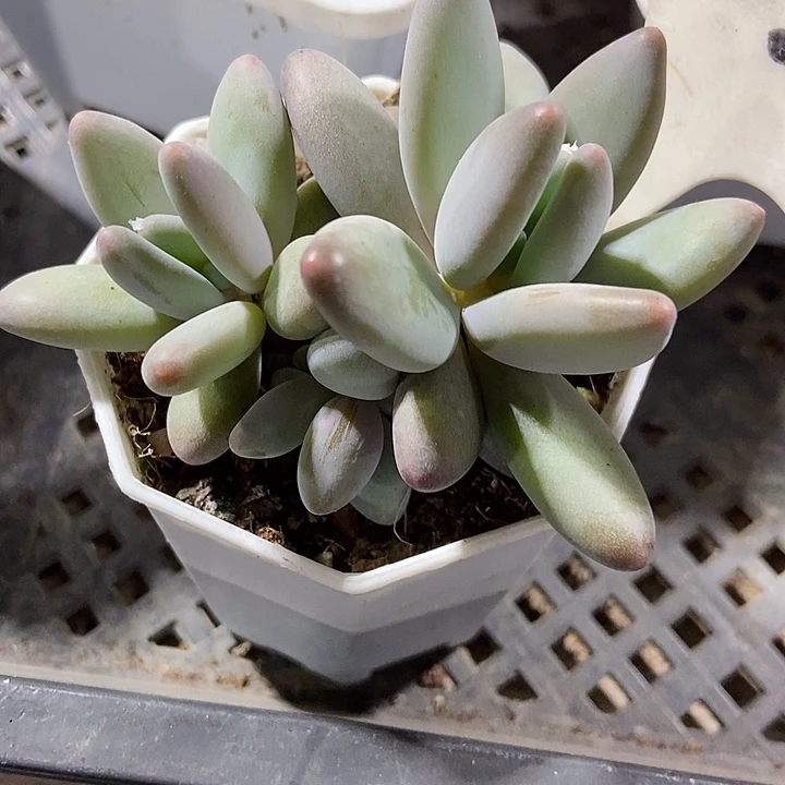 多肉植物企鹅1032多肉