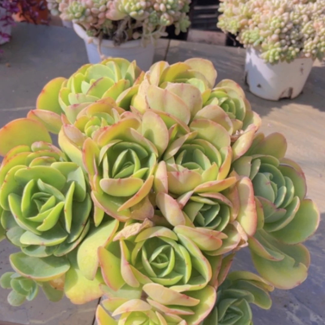 【闪购商品】碧桃18145