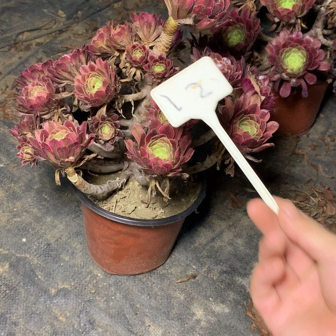 多肉多肉多肉舞天姬12