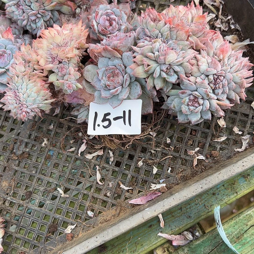 卡****1.5-11冰魄缀多肉植物