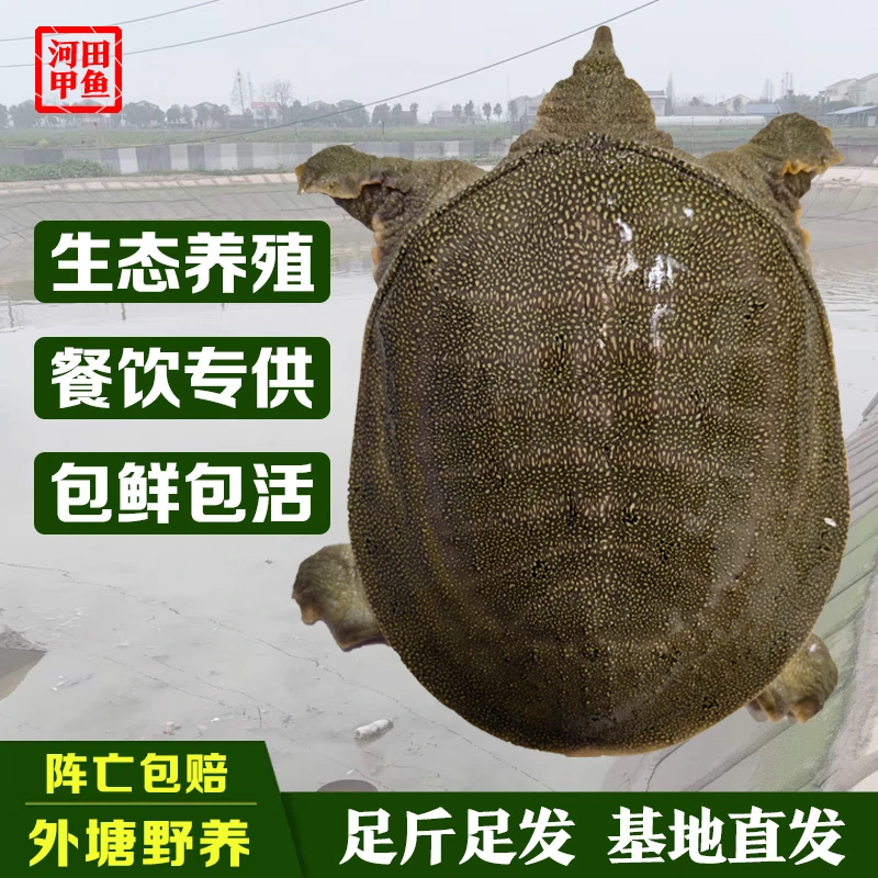 H3-3.5甲鱼活鲜活中华鳖团鱼王八包活外塘散养青背甲鱼[买2送1]