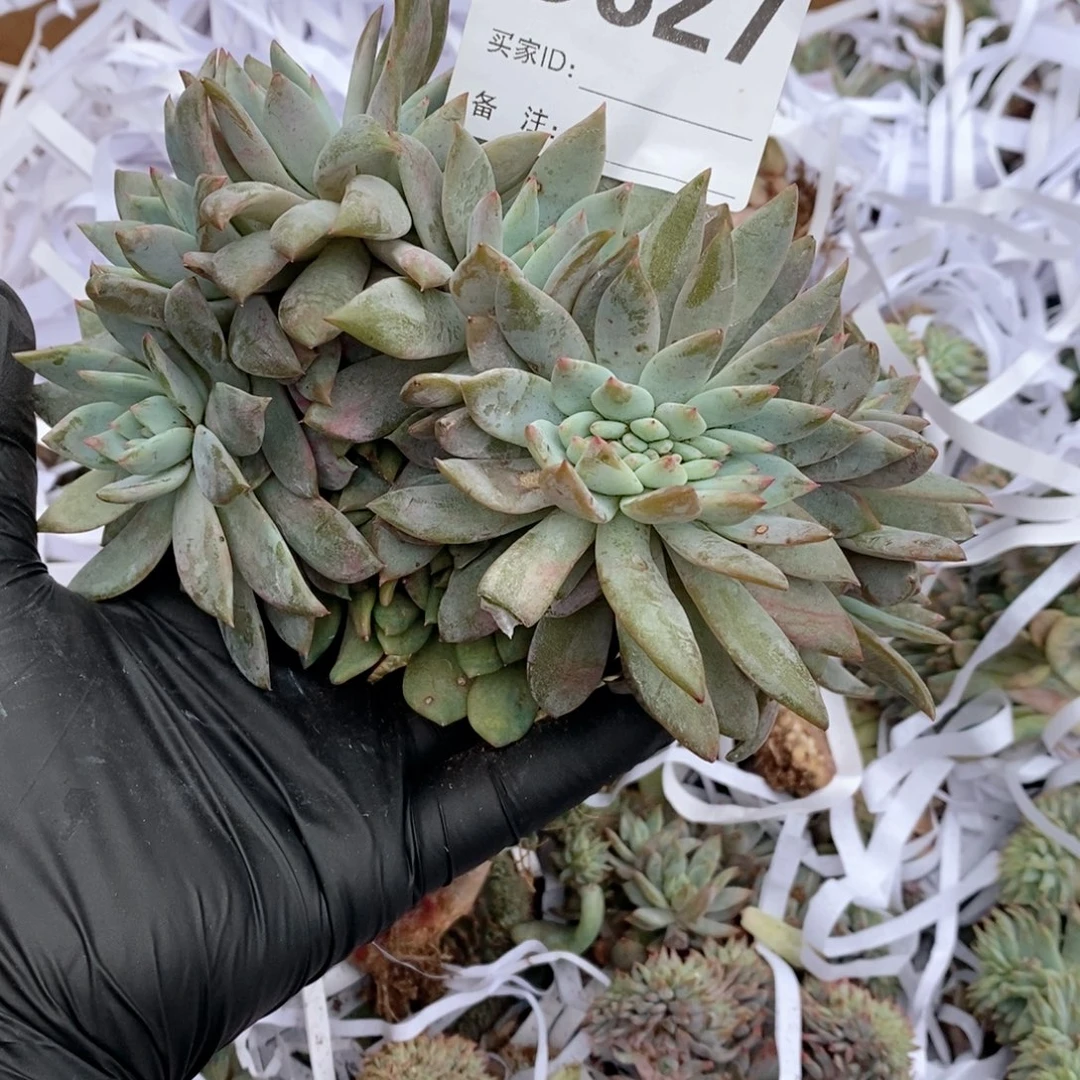 327 星影树缀哇哇哇哇