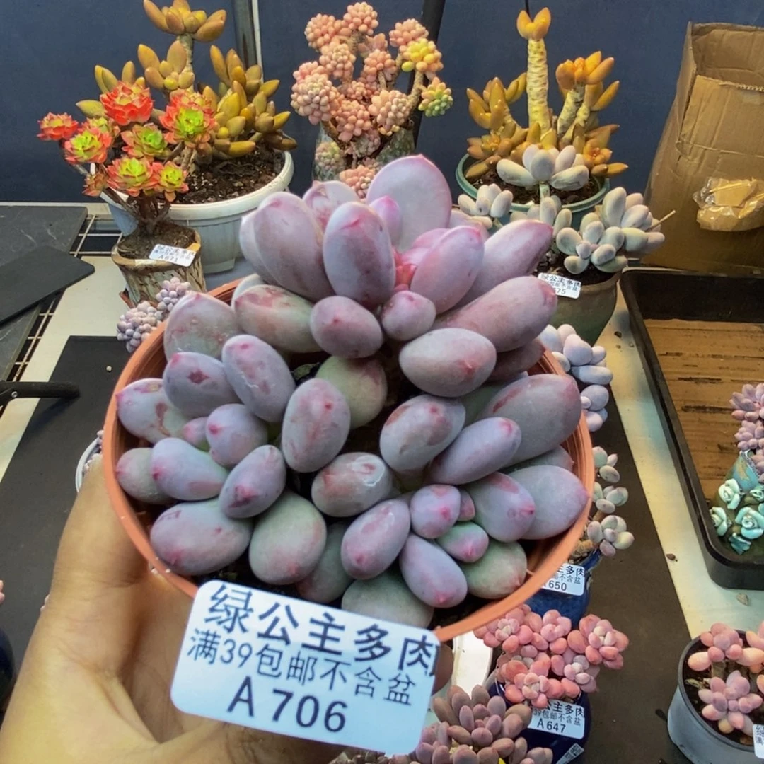 706仙子奶多肉7c m