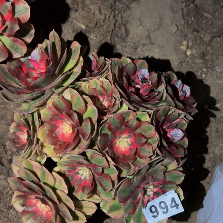 994半糖荔枝多肉植物不售后