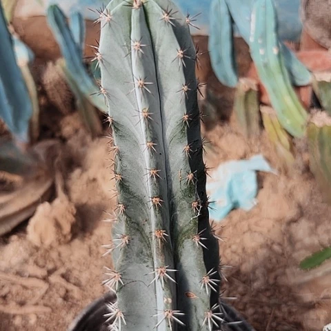 完全开放040柱子朝雾阁