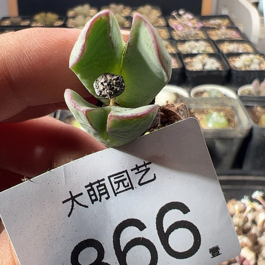 一物一拍。        866