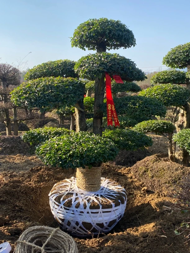 小叶景观树造型盆景地景 规格齐全 一物一拍