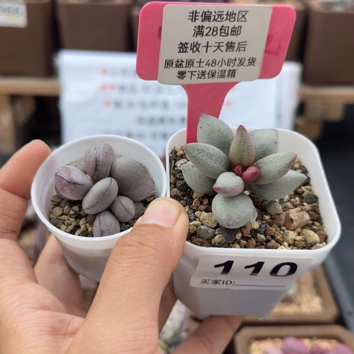 110球球紫蛋白糖豆