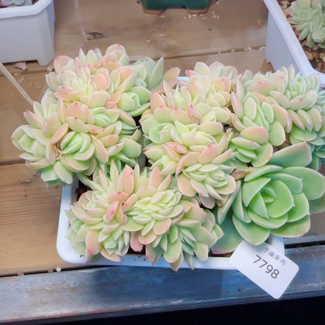 星娜塔缀化，7798多肉植物