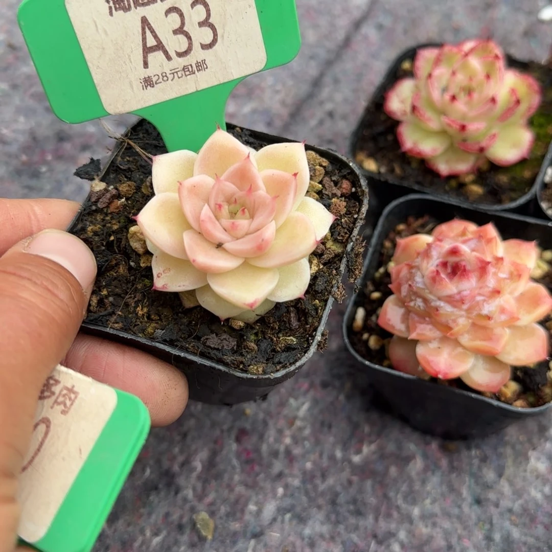 肉肉植物爱妃变异