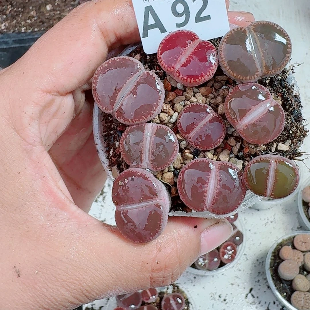 92多肉植物多肉植物