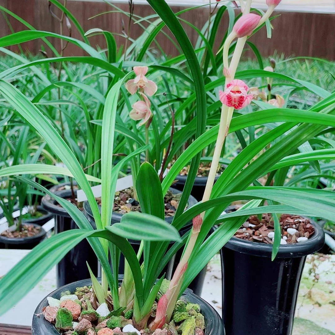 彩***虹完全开放一物一漂亮开花