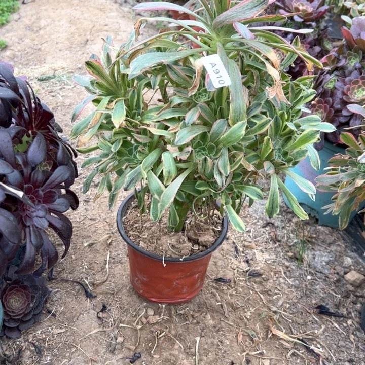 灯***W910虞姬多肉多肉多肉朵朵