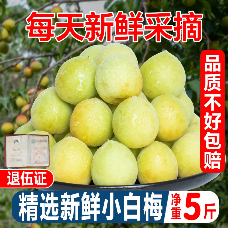 2025新鲜青梅鲜果诏安高山野生小白梅泡酒酵素水果孕妇生酸脆梅子