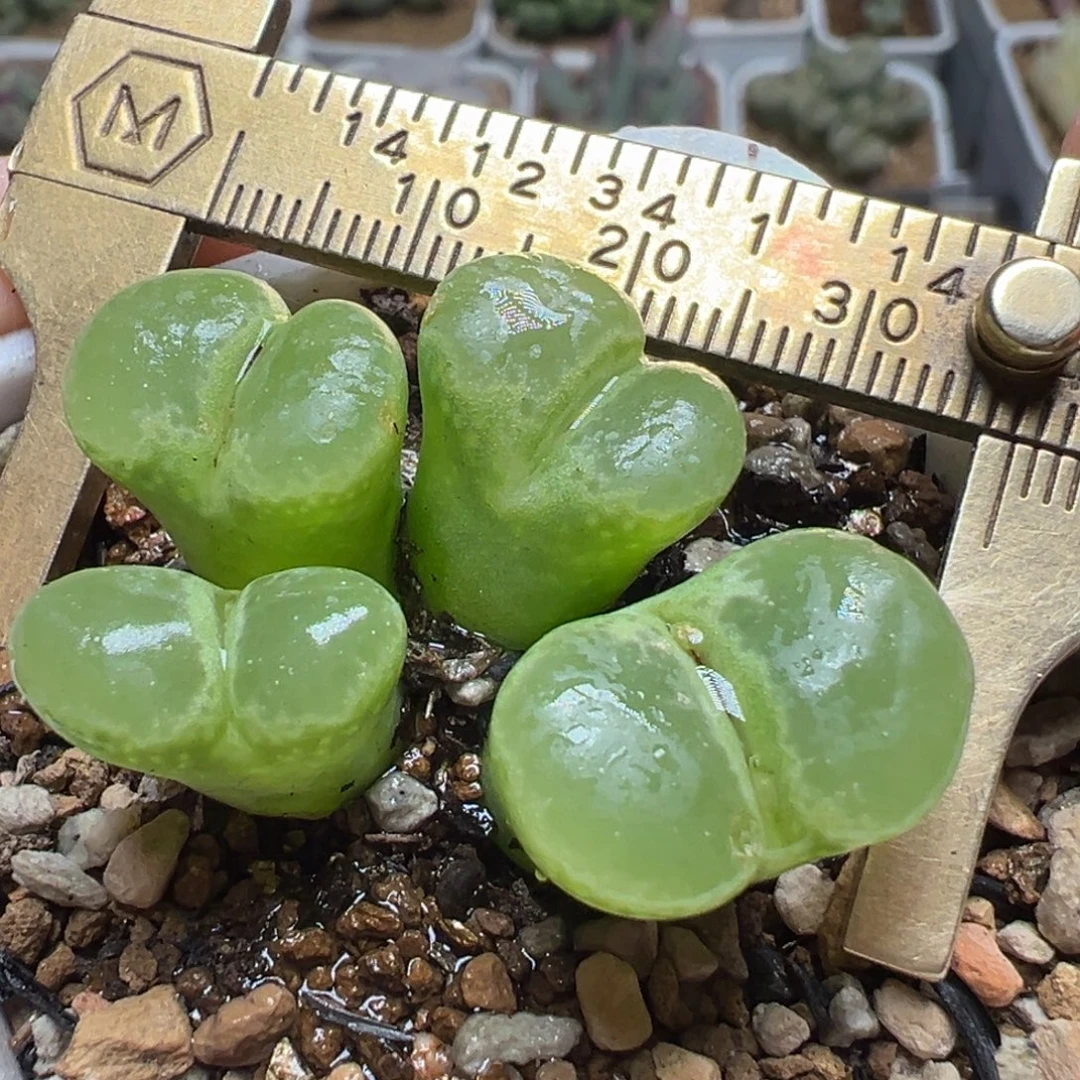 极窗绿风铃多肉植物百科