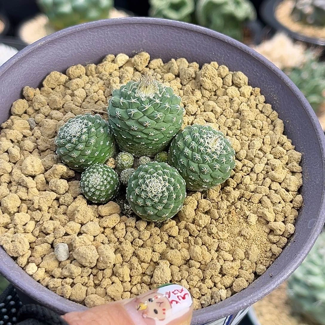 群生菊水Zzzzzzzzzzz