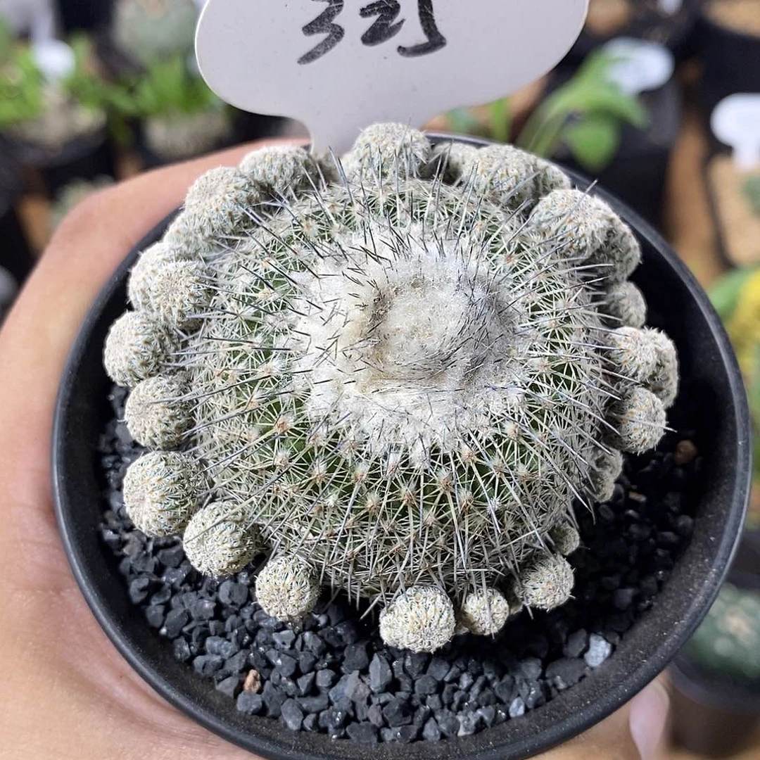 ?***?专拍325号乌月丸