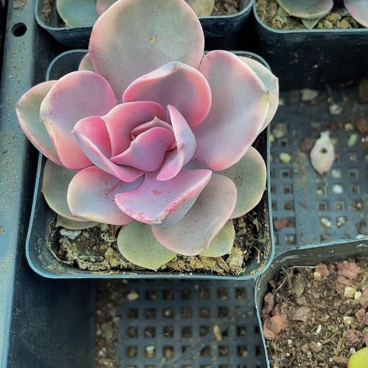 7方大彩虹带盆土发