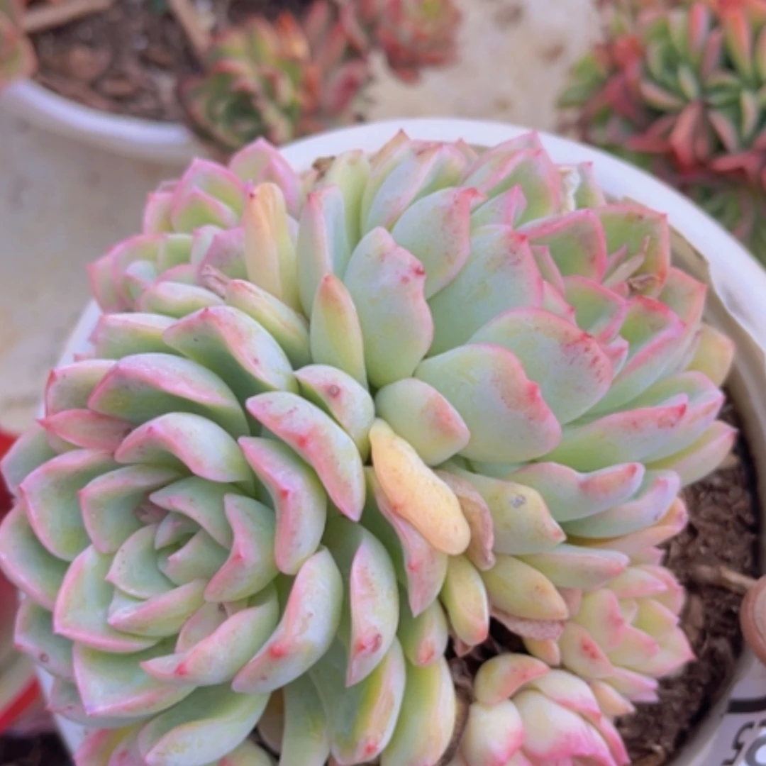 【闪购商品】莎莎10125