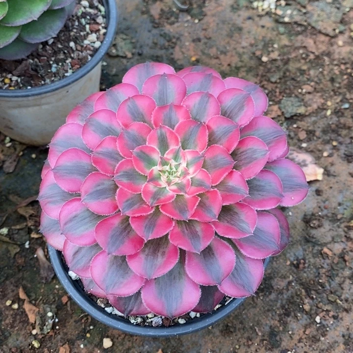 D455- 直播福利 法师