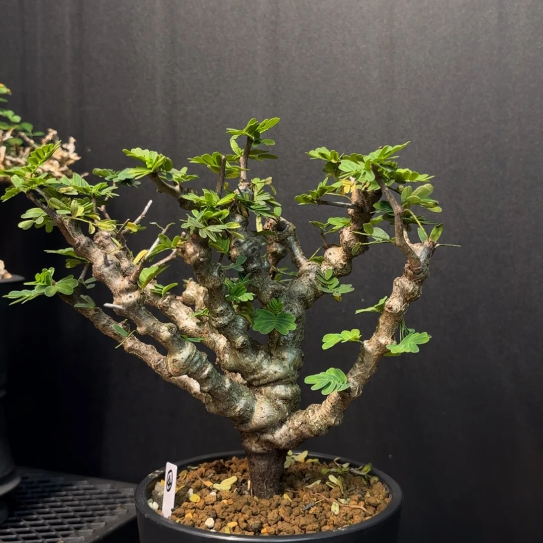 沙漠苏木带盆土。