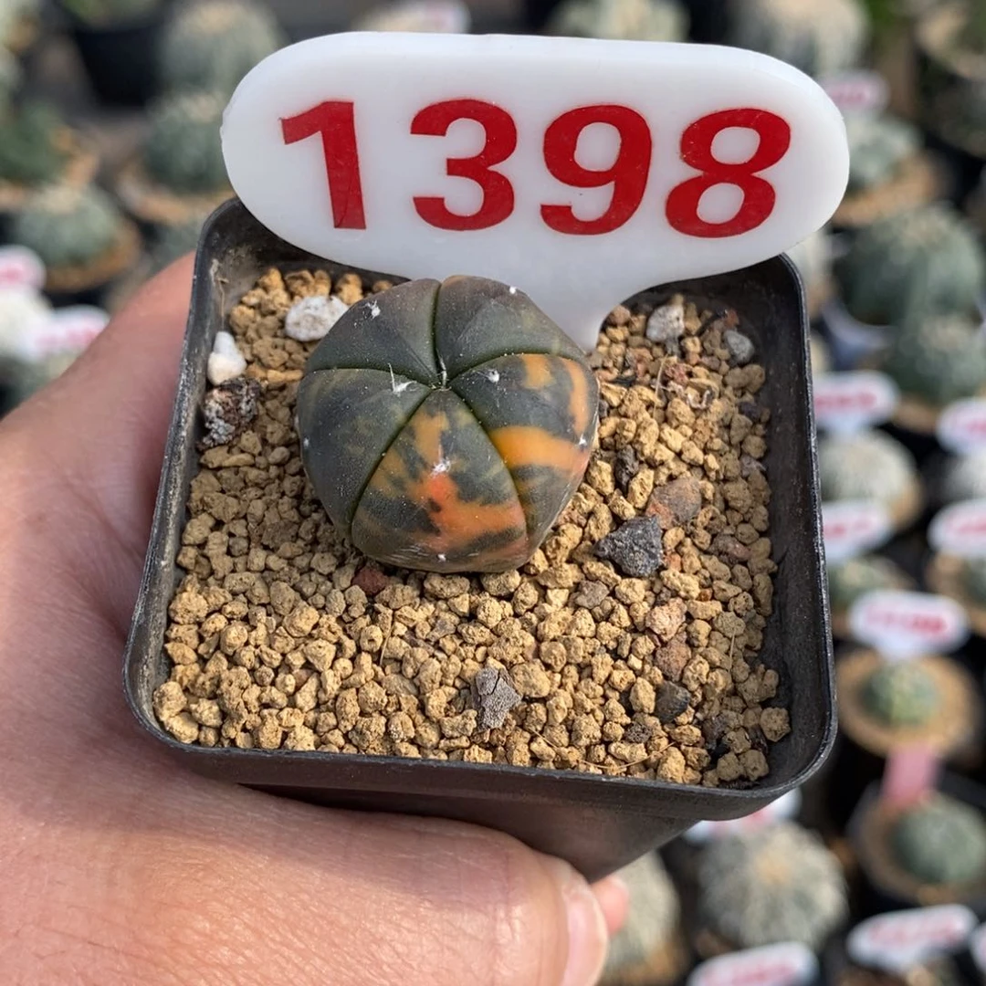 1398五愣兜锦福利多多